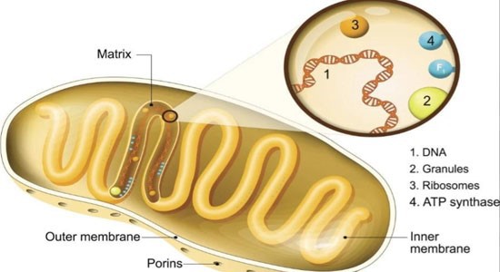 5-Amino-1MQ Online | Shaanxi BLOOM Tech Co., Ltd 5-Amino-1MQ Online | Shaanxi BLOOM Tech Co., Ltd